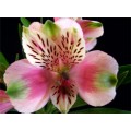 Alstroemeria - Pink (SA) (bunch of 10 stems)